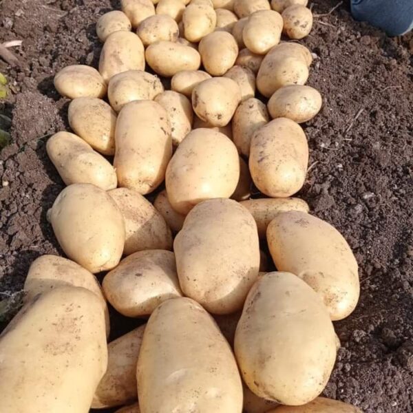 potato - Image 2