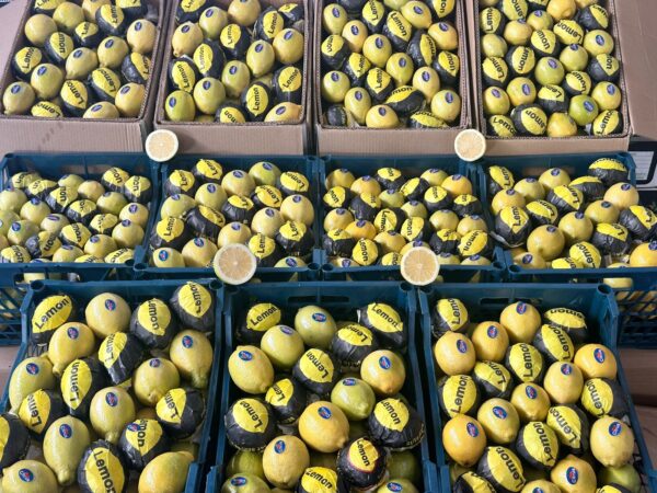 Lemon - Image 2