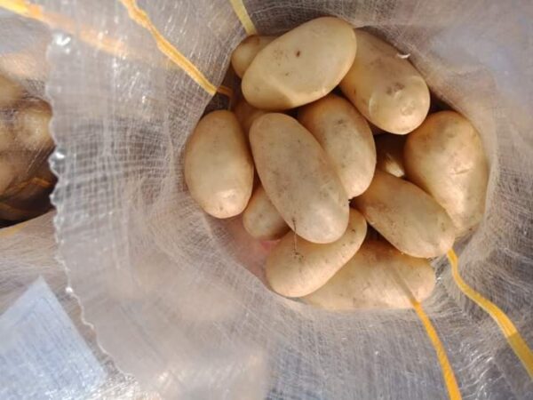 potato - Image 3