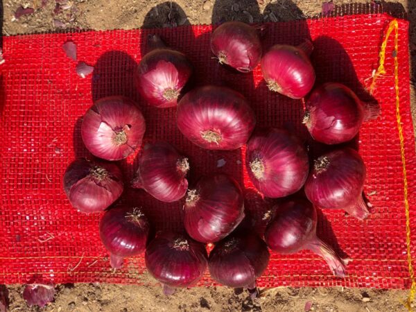 Onion - Image 2
