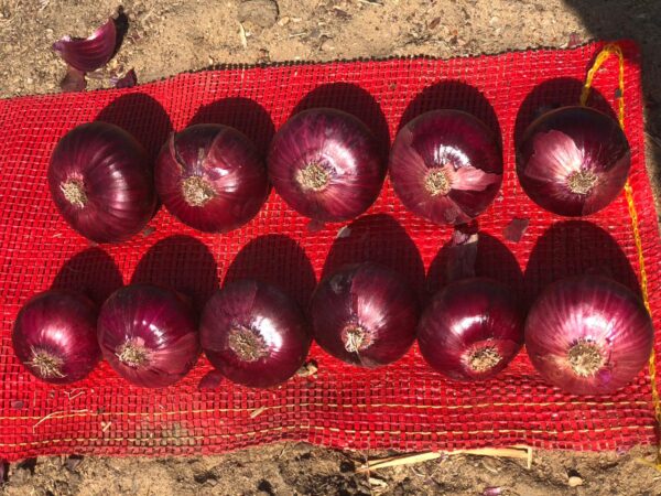 Onion - Image 3