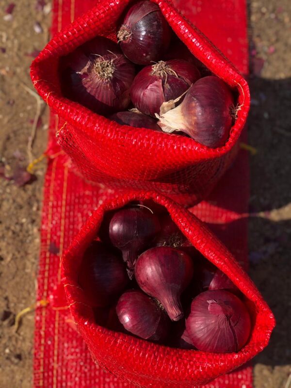 Onion - Image 4