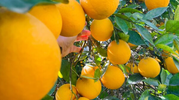 Orange - Image 2