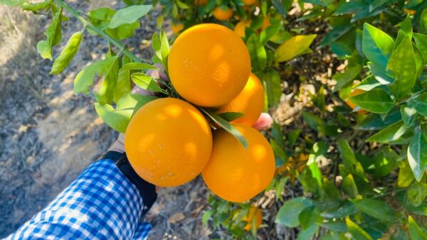 Orange - Image 3