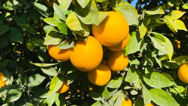 Orange - Image 4
